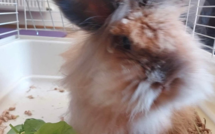 Zbiórka Zbiórka na zabieg KULKI - zdjęcie główne