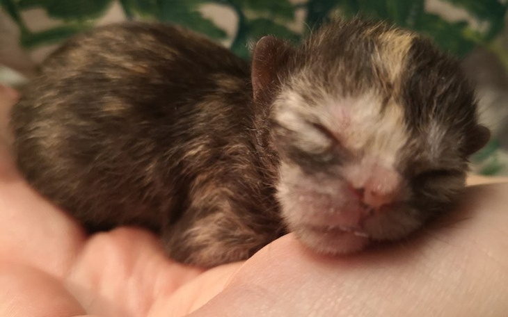 Zbiórka Karma na najbliższe miesiące - zdjęcie główne