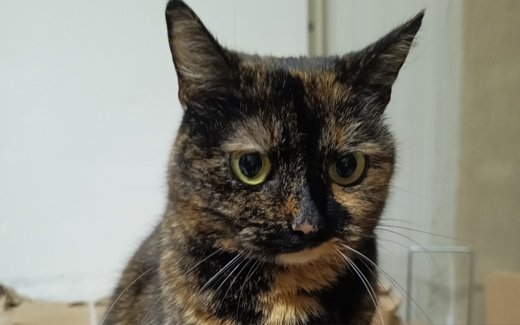 Kot o pięknym umaszczeniu, patrzący w obiektyw.