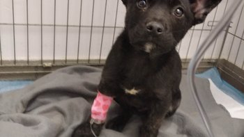 Zbiórka Walka z Parwowiroza - miniaturka zdjęcia