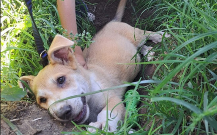Szczeniak bawiący się w trawie, z radosnym wyrazem pyszczka.