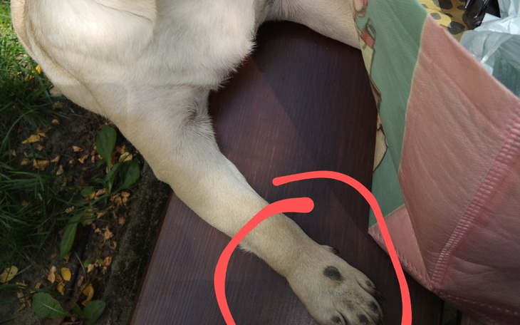 Zbiórka Na diagnostykę Sońki - zdjęcie główne