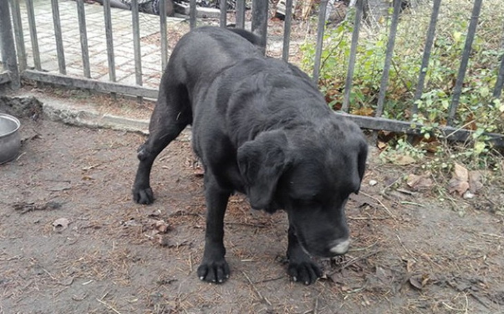 Zbiórka Wsparcie leczenia Nany - zdjęcie główne