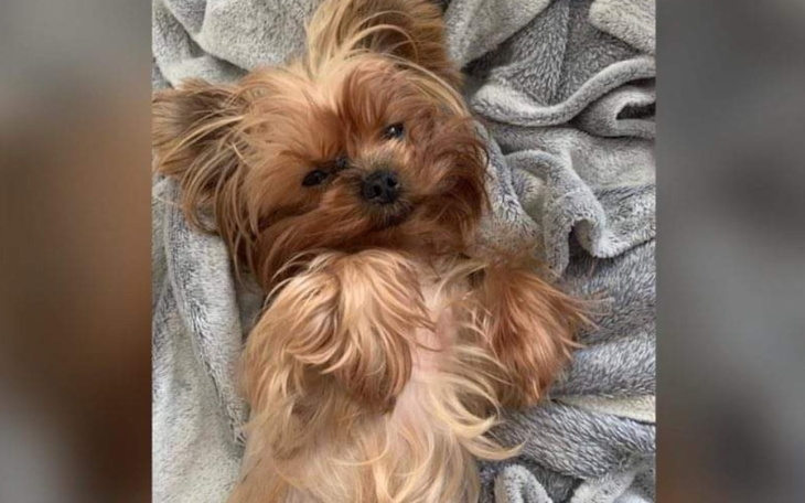 Zbiórka Pomoc dla małego yorczka - zdjęcie główne