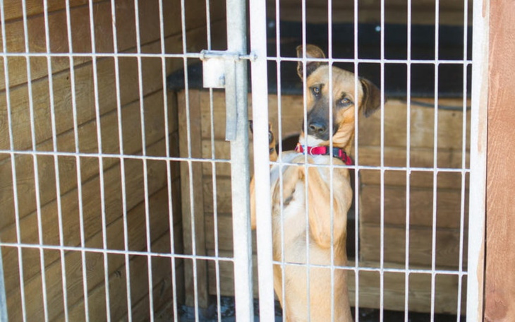 Zbiórka Zbiórka dla- BEZDOMNYCH zwierząt - zdjęcie główne