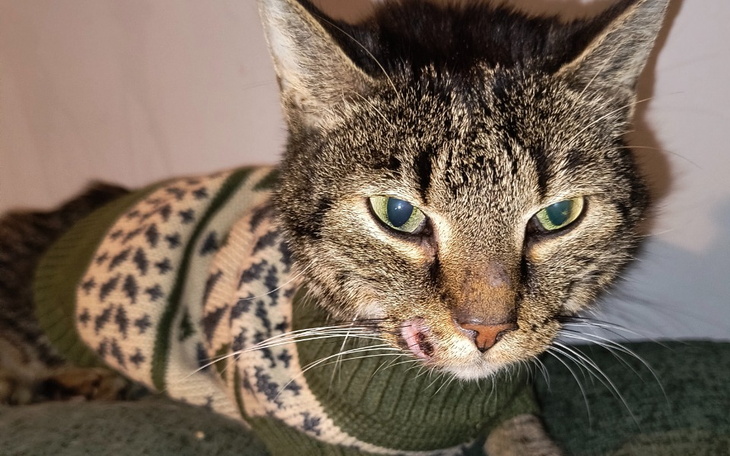 Zbiórka Myszek poważnie zachorował - zdjęcie główne