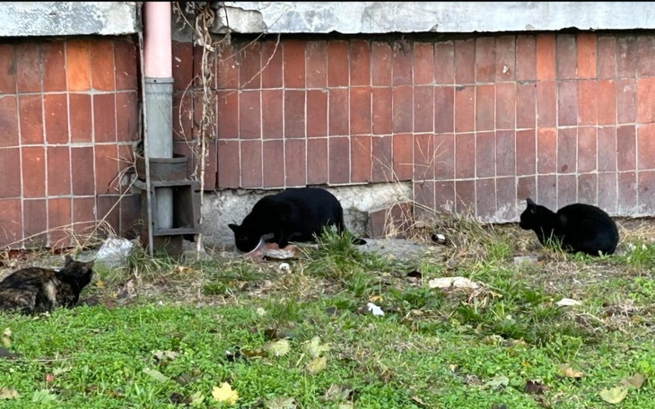 Trzy czarne koty w poszukiwaniu jedzenia na trawie.