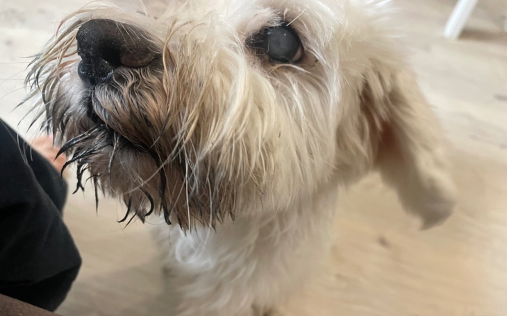 Zbiórka Pomóż odzyskać wzrok Argusiowi - zdjęcie główne