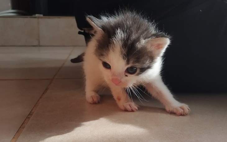 Zbiórka Pomóż ratować kocie maleństwa - zdjęcie główne