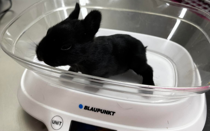 Zbiórka Pomoc dla Fundacji Królewskiej - zdjęcie główne