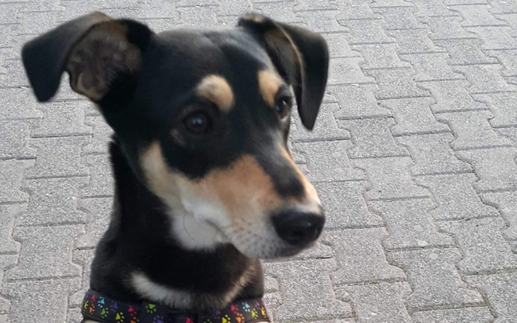 Zbiórka Leczenie Dolara - zdjęcie główne