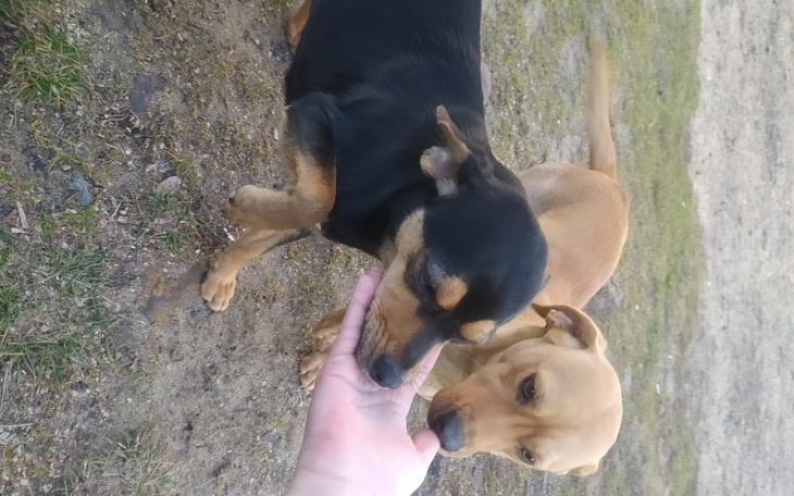 Zbiórka Biedne pieski. Pomóżcie nam . - zdjęcie główne