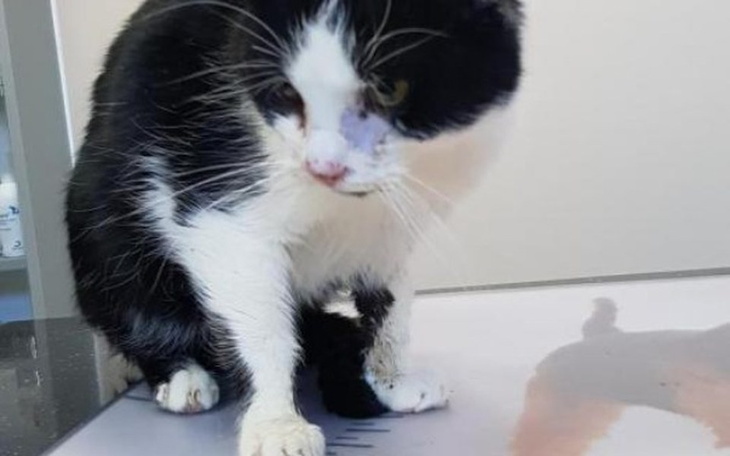 Zbiórka Smutny los Bosmanka. - zdjęcie główne