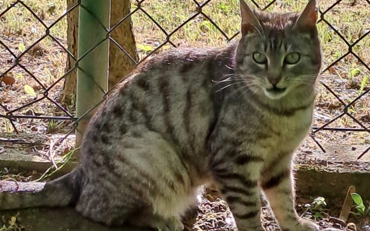 Zbiórka Zamykamy wysypisko kotów - zdjęcie główne