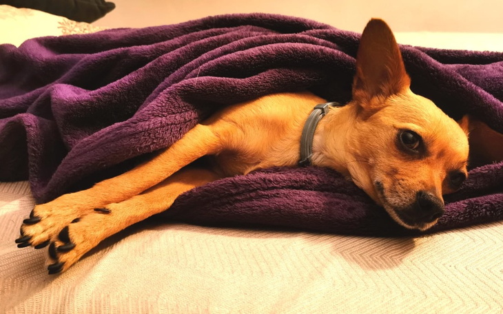 Zbiórka Rehabilitacja Czikuni - zdjęcie główne