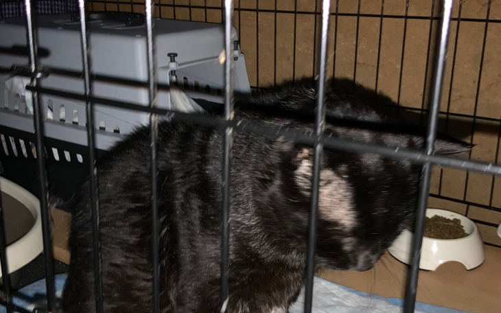 Czarny kot w klatce, z widoczną miską z jedzeniem.