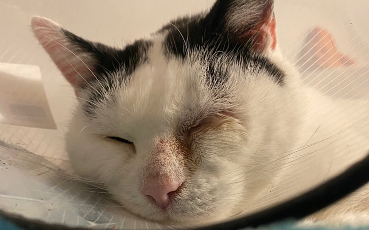 Kot w kołnierzu ochronnym, śpiący na poduszce.