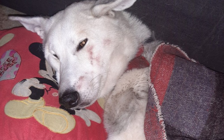 Zbiórka Zbieramy na operacje, pomóż - zdjęcie główne