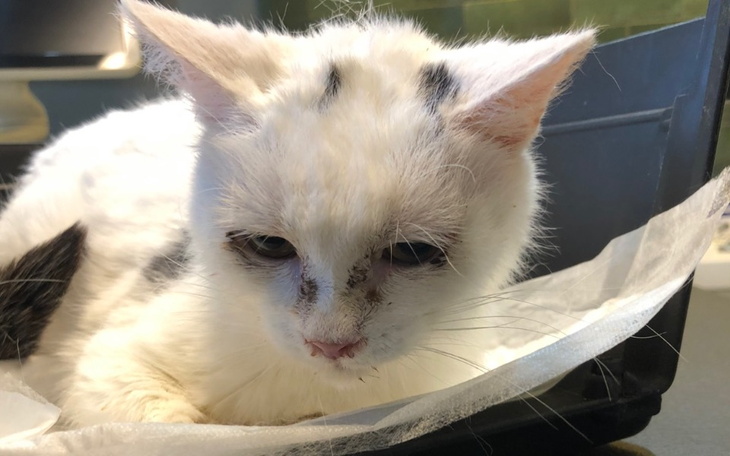 Zbiórka Na pomoc najbardziej bezbronnym - zdjęcie główne