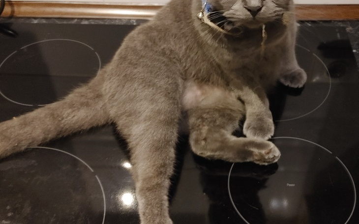 Zbiórka Pomoc dla mojej koteczki - zdjęcie główne