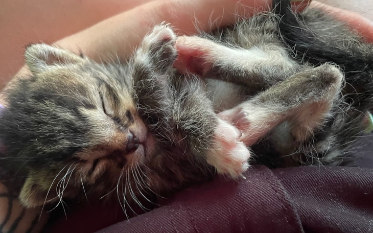 Zbiórka Kotki znajdki i adopciaki - zdjęcie główne