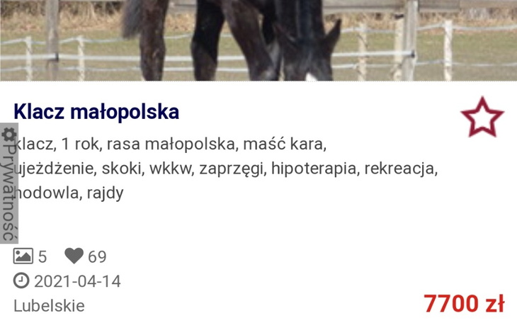 Zbiórka Mój wymarzony koń - zdjęcie główne