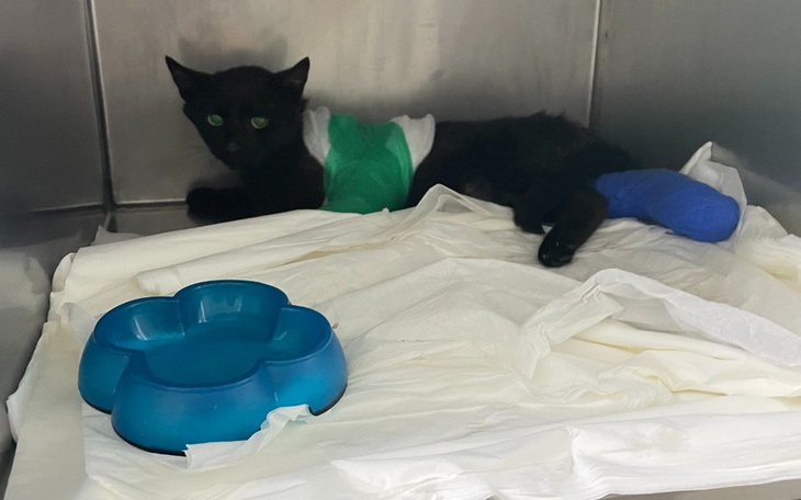 Zbiórka Kiciuś z wypadku - zdjęcie główne