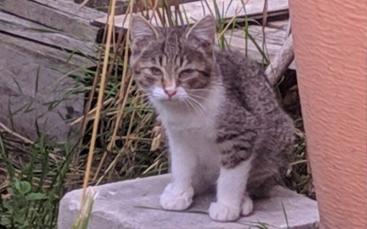 Zbiórka Pomóż zakończyć koci dramat.... - zdjęcie główne