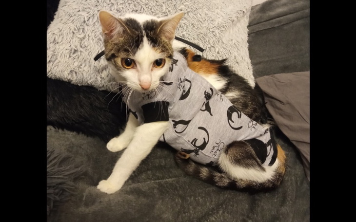 Zbiórka Na ratunek Mii - zdjęcie główne