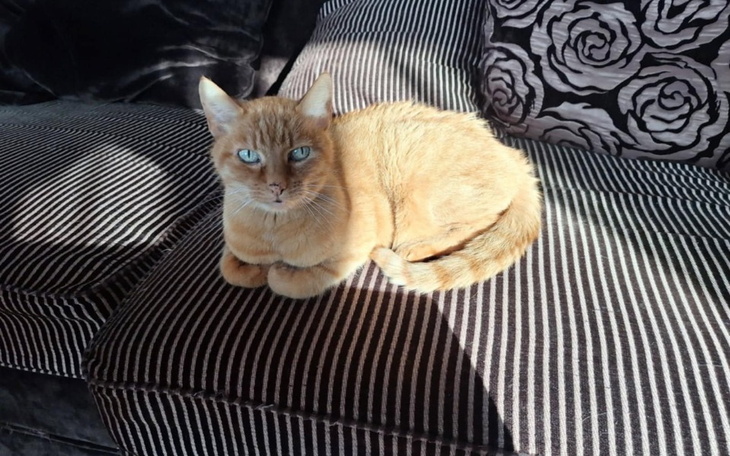 Rudy kot leżący na kanapie, w promieniach słońca.