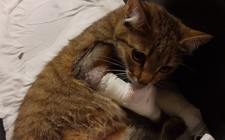 Zbiórka Ocalmy Łapkę Trójłapki Daisy - zdjęcie główne