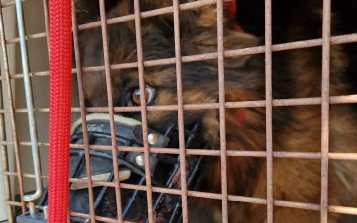 Pies w klatce, czeka na nowy dom.