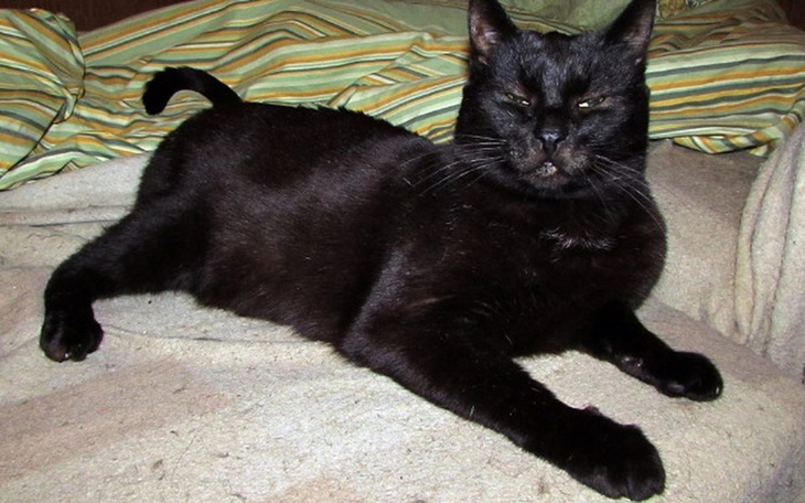 Czarny kot leżący na kanapie.