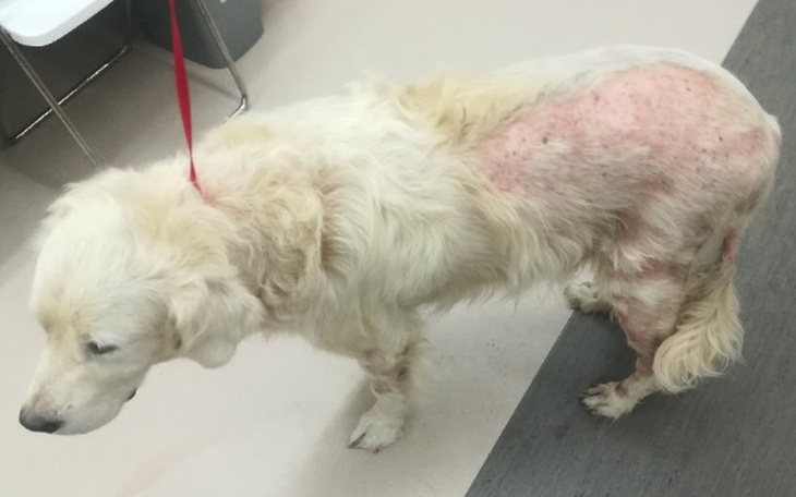 Zbiórka Ratunek dla chorego Zeusa - zdjęcie główne