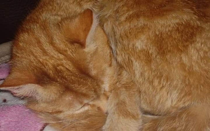 Zbiórka Opracja Psotki - zdjęcie główne