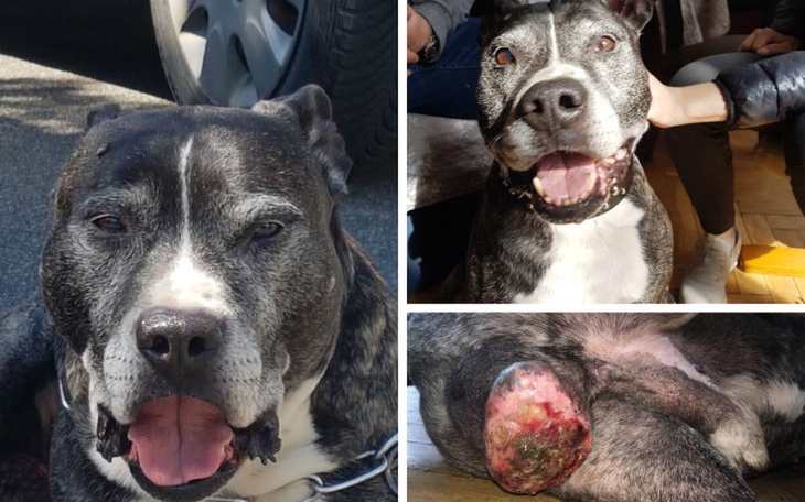 Zbiórka Dolar uratowany przed eutanazją - zdjęcie główne