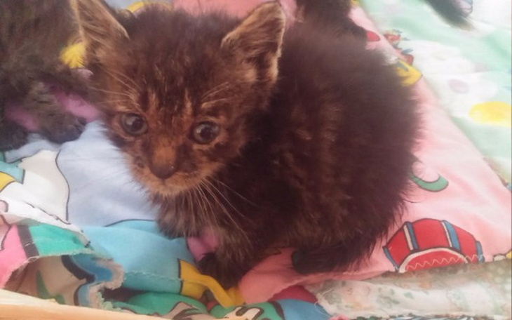 Zbiórka karmimy koty - zdjęcie główne