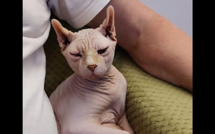 Zbiórka Pomoc dla kotka z IBD - zdjęcie główne