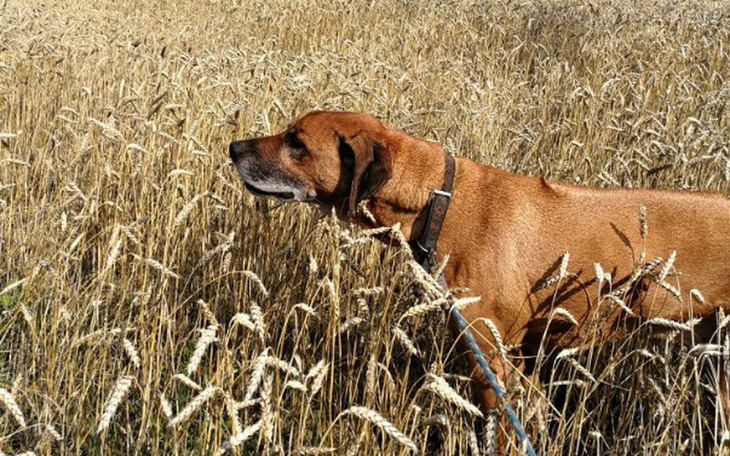 Zbiórka Operacja dla Gordona - zdjęcie główne