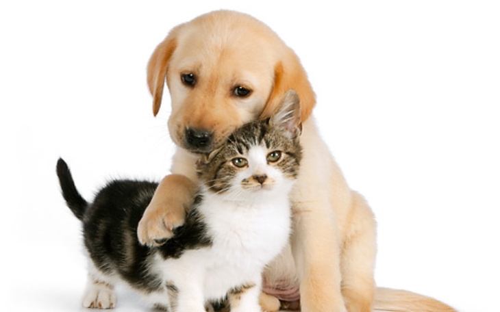 Zbiórka Bezdomne zwierzaczki - zdjęcie główne