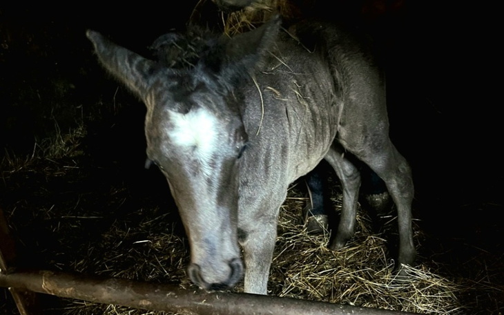 Zbiórka Mama z synkiem proszą oratunek - zdjęcie główne