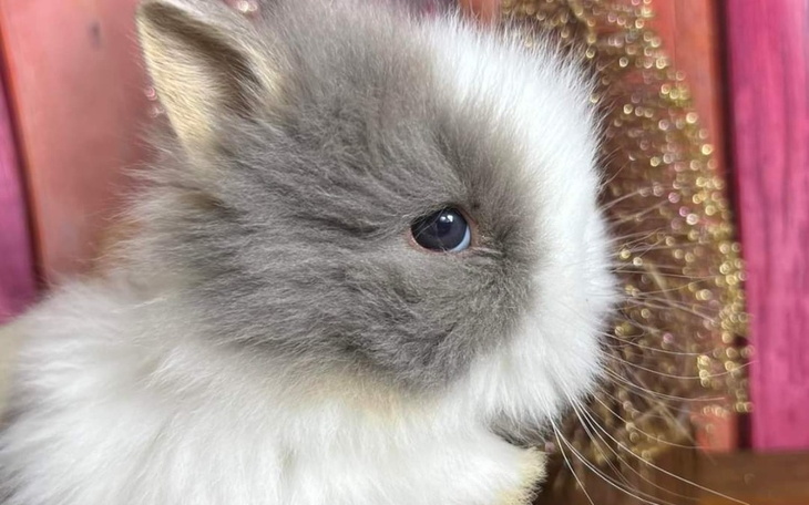 Zbiórka Zbieram na króliczka - zdjęcie główne