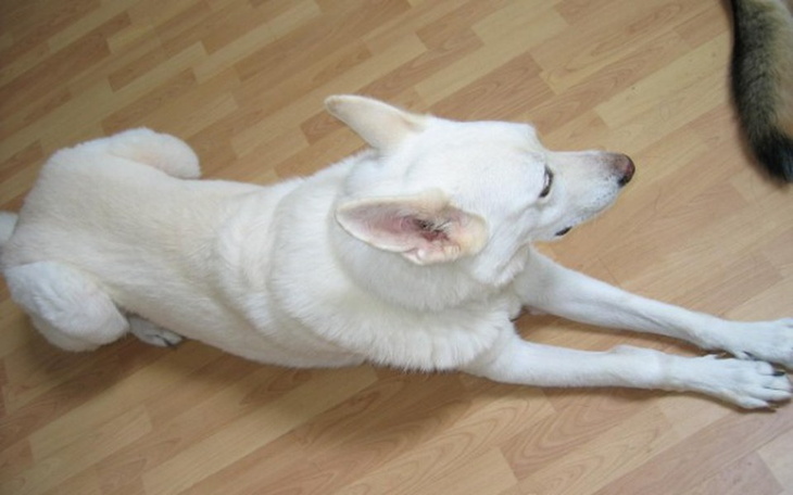 Zbiórka Pomóż uratować Bertę.... - zdjęcie główne