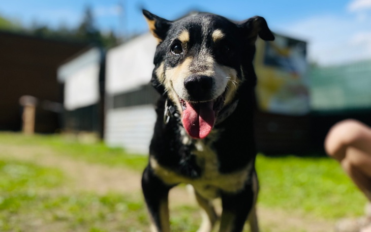 Szczęśliwy pies biegający po zielonej trawie w słońcu.