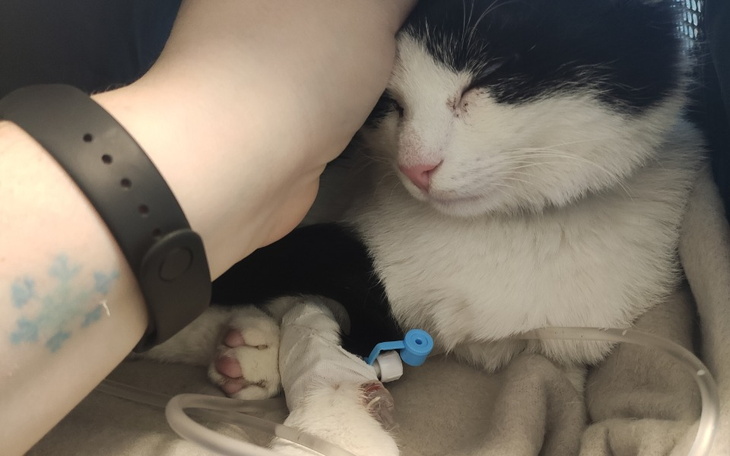 Zbiórka Na opłacenie walki o życie Buły - zdjęcie główne