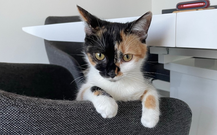 Zbiórka Metka z zapaleniem otrzewnej - zdjęcie główne