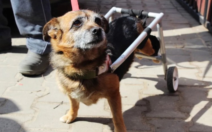 Zbiórka Uratujmy Bruna razem - zdjęcie główne