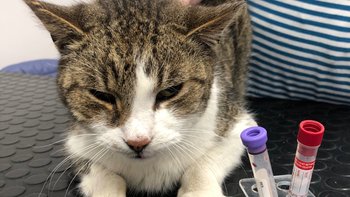 Zbiórka Senator - miniaturka zdjęcia