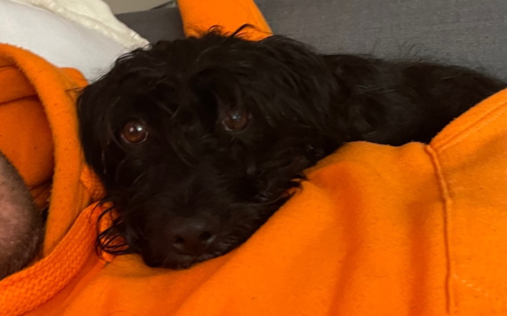 Zbiórka Ta operacja może uratować Elzę - zdjęcie główne