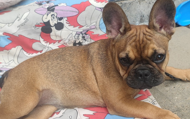 Zbiórka Szakirka,operacja lapki - zdjęcie główne